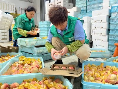 搭乘即時(shí)零售快車，南匯水蜜桃告別‘樹(shù)下熟’邁向新篇章