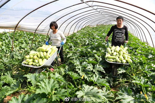 第八批安徽省無公害農(nóng)產(chǎn)品認定名單公布，783個產(chǎn)品入選，看看有您家鄉(xiāng)的嗎？