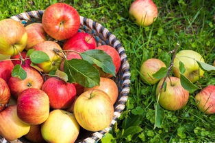 有機農(nóng)產(chǎn)品價格背后的秘密 從田間到餐桌的成本解讀