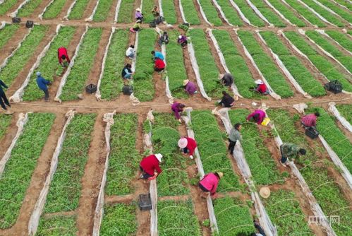 瞰縣域丨甘肅成縣 小品種逆襲，編織強縣域大網(wǎng)